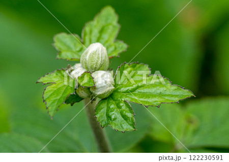 秋明菊の蕾 122230591