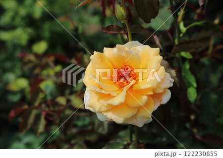 荒尾市 おもやい市民花壇 バラの花、 荒尾市 おもやい市民花壇 バラの花、 122230855