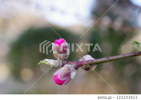 花桃 122231611