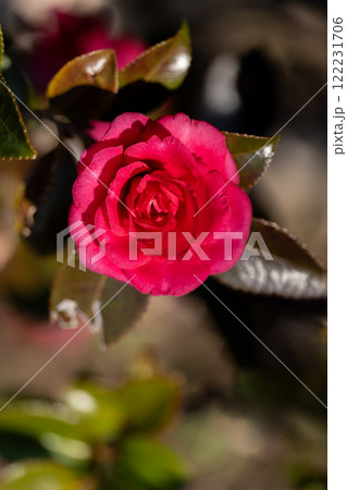 赤い山茶花のクローズアップ 赤い山茶花のクローズアップ 122231706