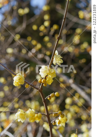 蝋梅(ロウバイ)の花 122231889