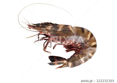Closeup image of raw tiger prawn isolated at white background. 122232103