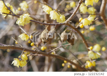 蝋梅(ロウバイ)　冬に枯れたロウバイの実　 122232142