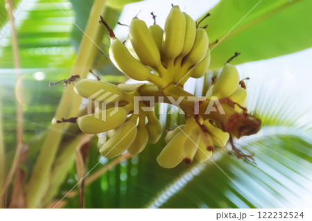 Closeup group of yellow asian bananas growing at a palm tree outdoors at sunny garden background. 122232524