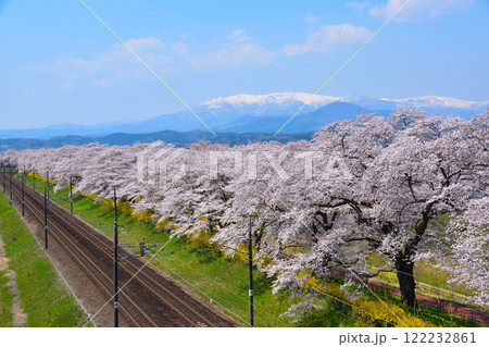 桜景　白石川堤　一目千本桜 122232861