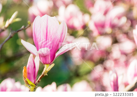 magnolia bloom in spring. romantic season. branch with pink flowers. sunny weather. feminine beauty 122233385