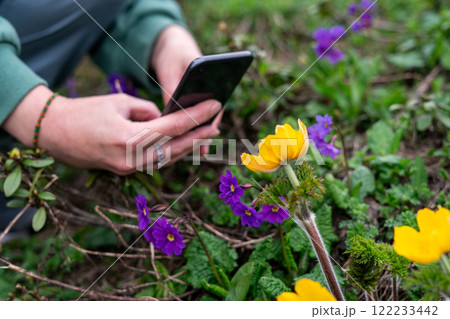 person captures the scene with smartphone, photographing yellow Trollius caucasicus and purple alpine flowers , nature and technology in springtime 122233442