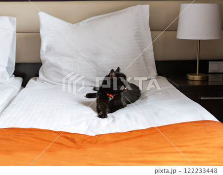 black cat relaxing on a neatly made hotel bed with crisp white sheets and an orange blanket Traveling with pets, pet-friendly black cat relaxing on a neatly made hotel bed with crisp white sheets and an orange blanket Traveling with pets, pet-friendly 122233448