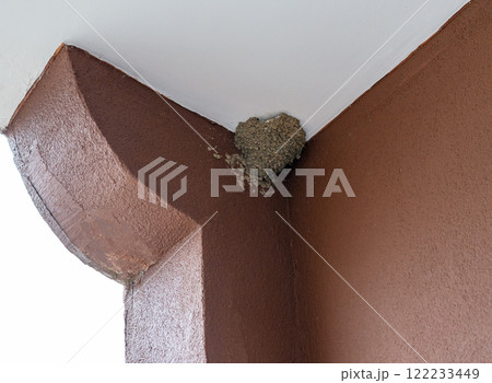 city swallow's nest built in the corner of a structure where two walls and the ceiling meet , common house martin, Delichon urbicum city swallow's nest built in the corner of a structure where two walls and the ceiling meet , common house martin, Delichon urbicum 122233449