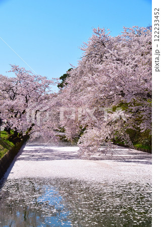 春　桜　弘前公園 122233452