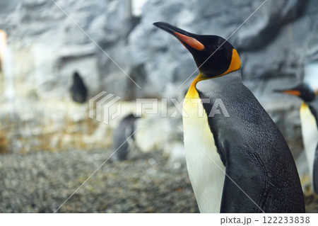 岩の上に立つペンギン 122233838