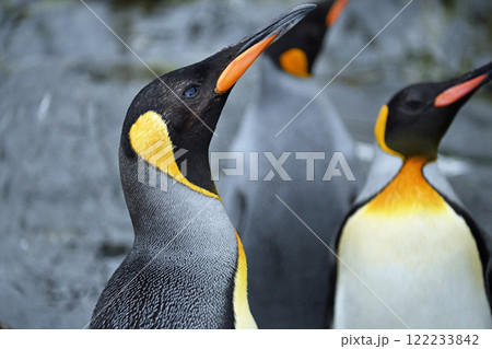 岩に乗るペンギン 122233842