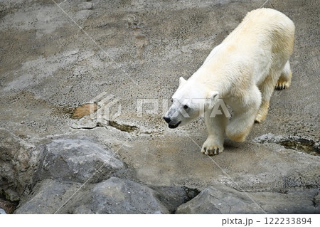 歩くシロクマ 122233894