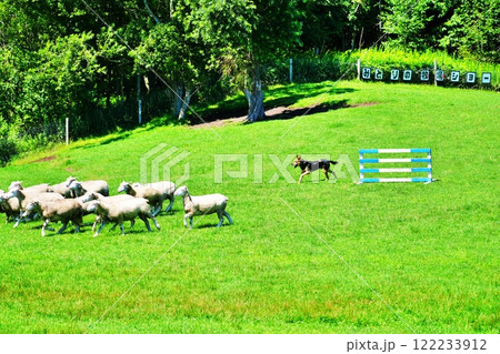 シープドックショーの風景 122233912
