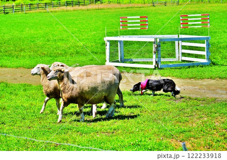 シープドックショーの風景 シープドックショーの風景 122233918