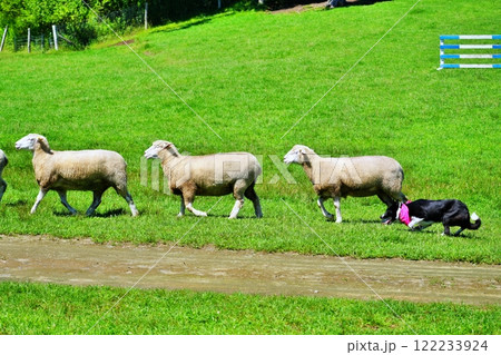 シープドックショーの風景 シープドックショーの風景 122233924