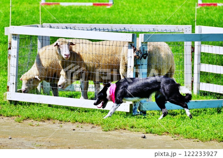 シープドックショーの風景 シープドックショーの風景 122233927