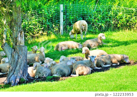 羊牧場の風景　(北海道恵庭市えこりん村) 122233953