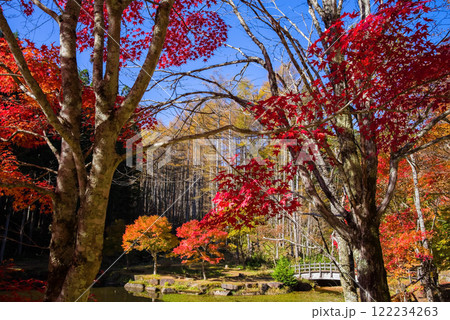 せせらぎ街道・西ウレ峠の紅葉《岐阜県高山市清見町》 せせらぎ街道・西ウレ峠の紅葉《岐阜県高山市清見町》 122234263