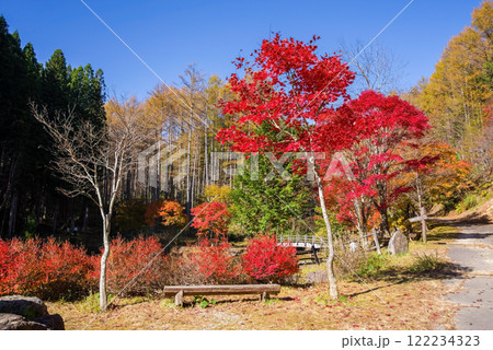 せせらぎ街道・西ウレ峠の紅葉《岐阜県高山市清見町》 せせらぎ街道・西ウレ峠の紅葉《岐阜県高山市清見町》 122234323