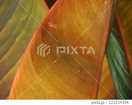 banana tree giant leaf musa santa morelli detail 122234394