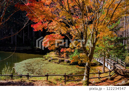 せせらぎ街道・西ウレ峠の紅葉《岐阜県高山市清見町》 122234547