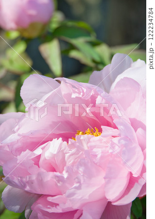 美しい牡丹の花 美しい牡丹の花 122234784