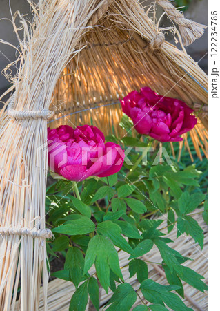 冬の日差しを浴びて輝く満開の冬ぼたん 冬の日差しを浴びて輝く満開の冬ぼたん 122234786