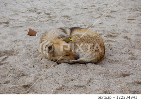 A microchipped mongrel on the sand. A young mongrel with a beautiful coloring sleeps on the beach. A microchipped mongrel on the sand. A young mongrel with a beautiful coloring sleeps on the beach. 122234943
