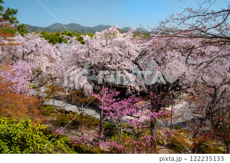 満開の桜のある風景 天龍寺 122235133