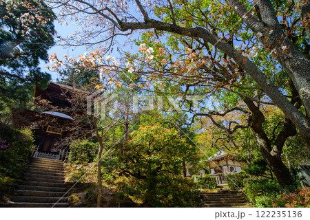 春の青空に映える満開の桜 常寂光寺 多宝塔 春の青空に映える満開の桜 常寂光寺 多宝塔 122235136