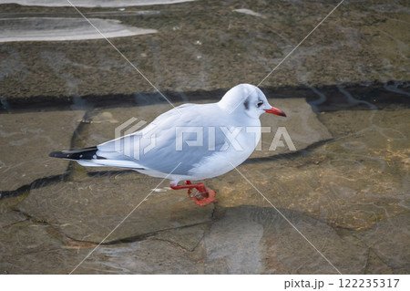 ユリカモメ　大阪市土佐堀川　中之島公園 122235317