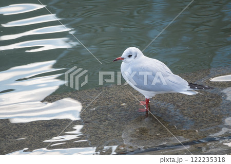 ユリカモメ 大阪市土佐堀川 中之島公園 ユリカモメ 大阪市土佐堀川 中之島公園 122235318