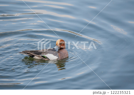 ヒドリガモ(オス) 大阪市土佐堀川 中之島公園 ヒドリガモ(オス) 大阪市土佐堀川 中之島公園 122235321