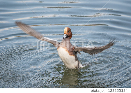 川の中で羽ばたくヒドリガモ（オス）　大阪市土佐堀川　中之島公園 122235324