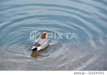 ヒドリガモ（オス）　大阪市土佐堀川　中之島公園 122235331