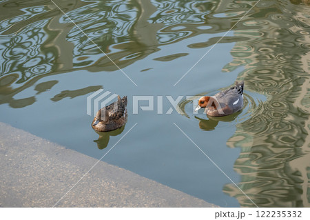 川に浮かぶヒドリガモのつがい　大阪市土佐堀川　中之島公園 122235332