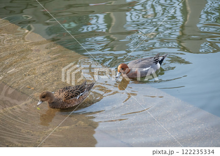 ヒドリガモのつがい　大阪市土佐堀川　中之島公園 122235334