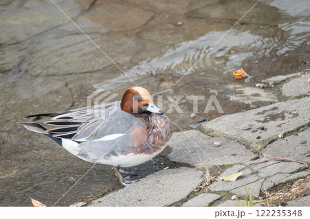 ヒドリガモ(オス) 大阪市土佐堀川 中之島公園 ヒドリガモ(オス) 大阪市土佐堀川 中之島公園 122235348