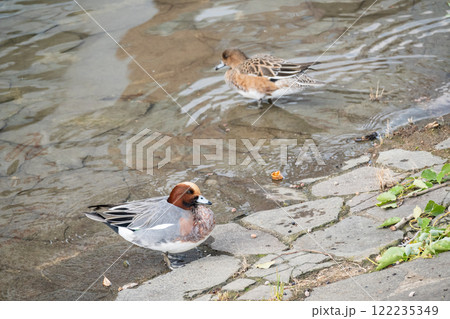 ヒドリガモ(オス) 大阪市土佐堀川 中之島公園 ヒドリガモ(オス) 大阪市土佐堀川 中之島公園 122235349