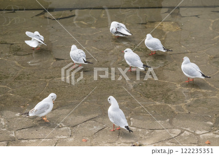 ユリカモメ　大阪市土佐堀川　中之島公園 122235351