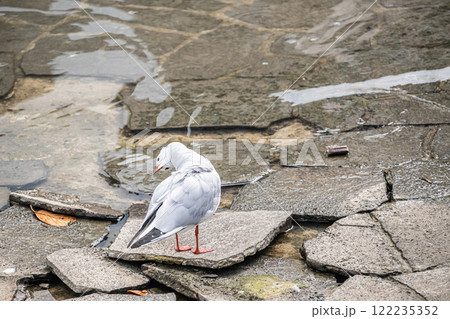 羽繕いするユリカモメ　大阪市土佐堀川　中之島公園 122235352