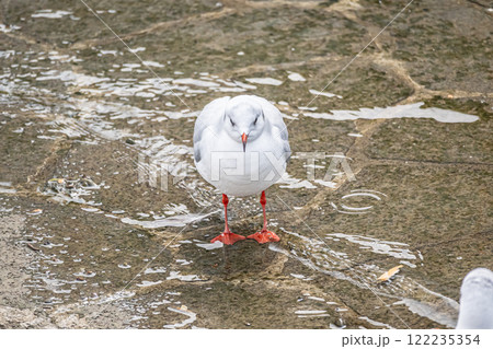 ユリカモメ 大阪市土佐堀川 中之島公園 ユリカモメ 大阪市土佐堀川 中之島公園 122235354