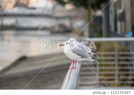 ユリカモメ　大阪市土佐堀川　中之島公園 122235367