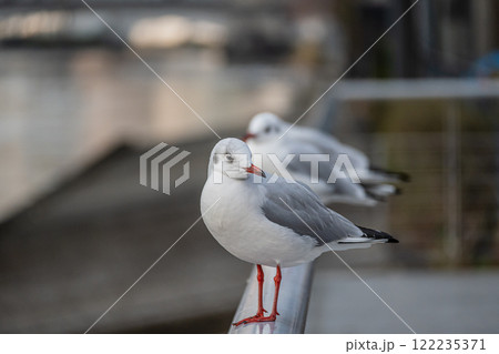 ユリカモメ 大阪市土佐堀川 中之島公園 ユリカモメ 大阪市土佐堀川 中之島公園 122235371