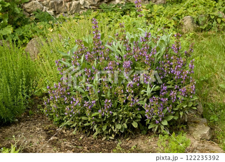 Purple flowering sage lat. Salvia officinalis in the permaculture garden. 122235392