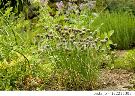 Permaculture garden with chives Allium schoenoprasum cultivated for seeds in the middle. 122235393