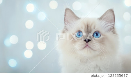 Adorable 2-month-old Ragdoll kitten with striking blue eyes and soft, fluffy fur 122235657