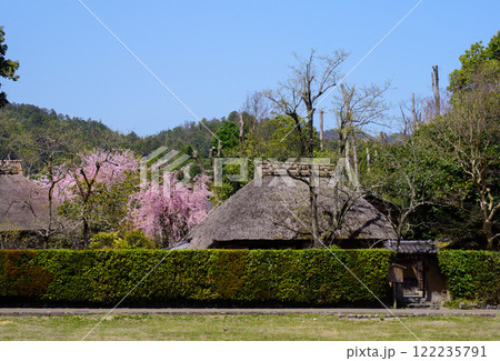 茅葺屋根の落柿舎としだれ桜 122235791