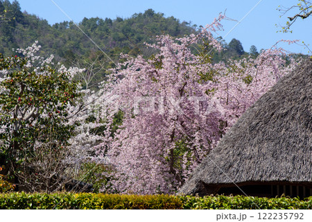 茅葺屋根の落柿舎としだれ桜 122235792